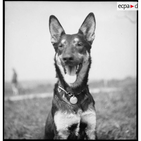 Portrait d'un chien de la 5e armée.