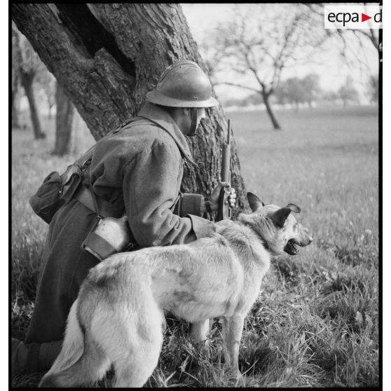 Un chien se tient aux côtés de son maître, un soldat de la 5e armée.