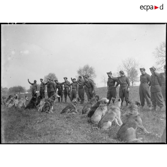 Des maîtres-chiens de la 5e armée et leur animal s'entraînent dans un champ.