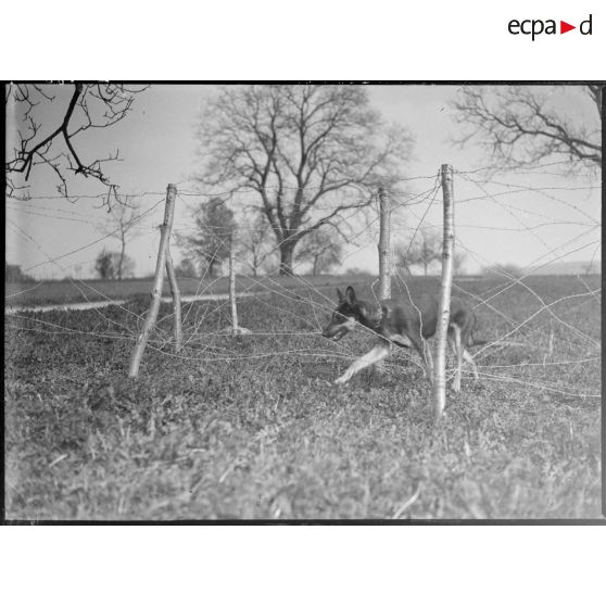 Des maîtres-chiens de la 5e armée et leur animal s'entraînent dans un champ.