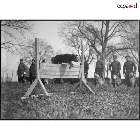 Des maîtres-chiens de la 5e armée et leur animal s'entraînent dans un champ.