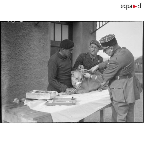 Un vétérinaire de la 5e armée aidé par un sous-officier du 37e RIF soigne un chien.