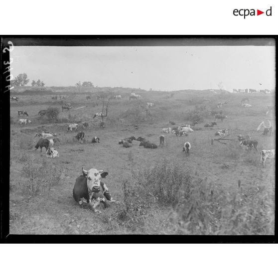Région de Soissons-Vauxrot (Aisne). Un troupeau de bétail d'armée à la pâture. [légende d'origine]