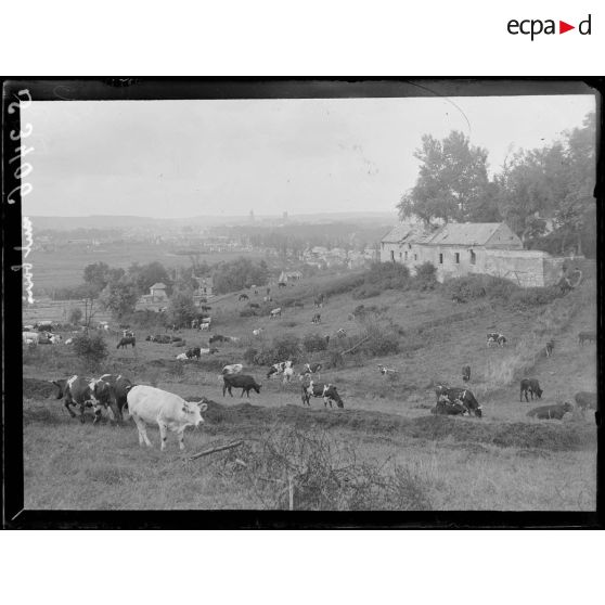 [Cuffies (Aisne). Un troupeau de bétail d'armée à la pâture.]