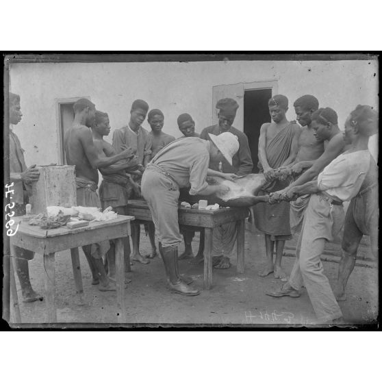 Yoko. Lutte contre la variole. Préparation du vaccinifère. [légende d'origine]