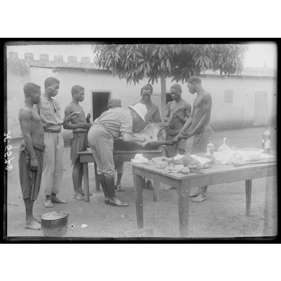 Yoko. Récolte du vaccin sur un vaccinifère le 3e jour. [légende d'origine]