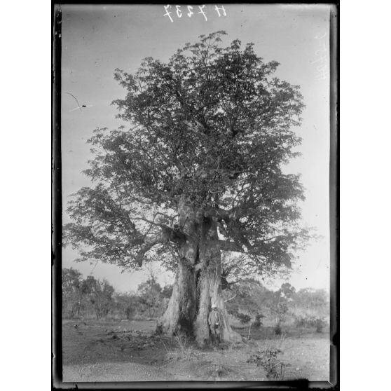Piste de Maroua à Garoua. Un baobab. [légende d'origine]