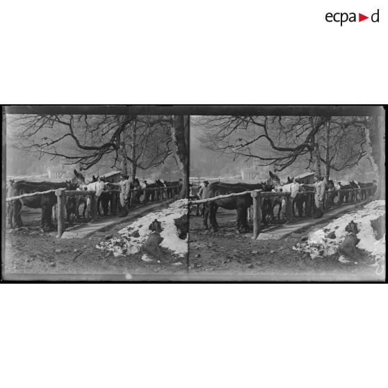 Retournemer. Vosges. Mules au repos. [légende d'origine]