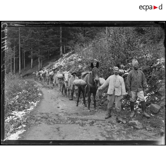 Route d'Alfeld au Ballon d'Alsace. Construction d'une route en Alsace. Le transfert du sable à dos de mulet. [légende d'origine]
