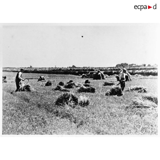 La moisson dans un champ bordant le village.