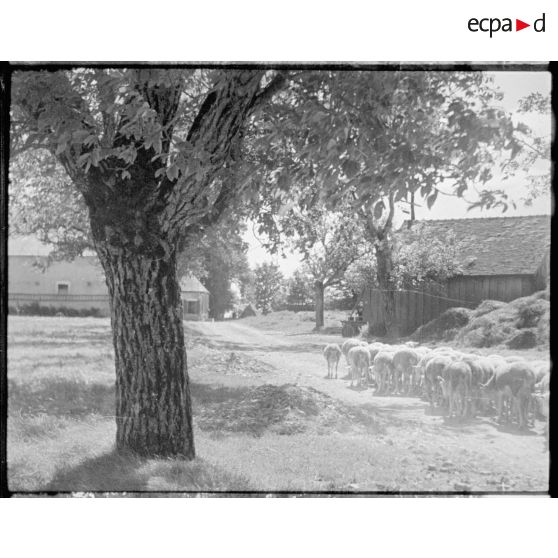 Des moutons rentrent des pâturages.