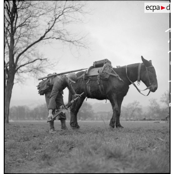 Chargement d'une mitrailleuse sur un mulet.