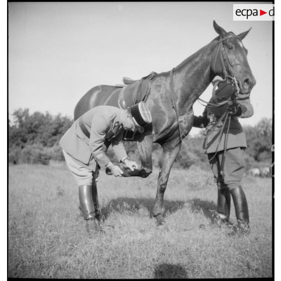 Examen d'un cheval par un vétérinaire.