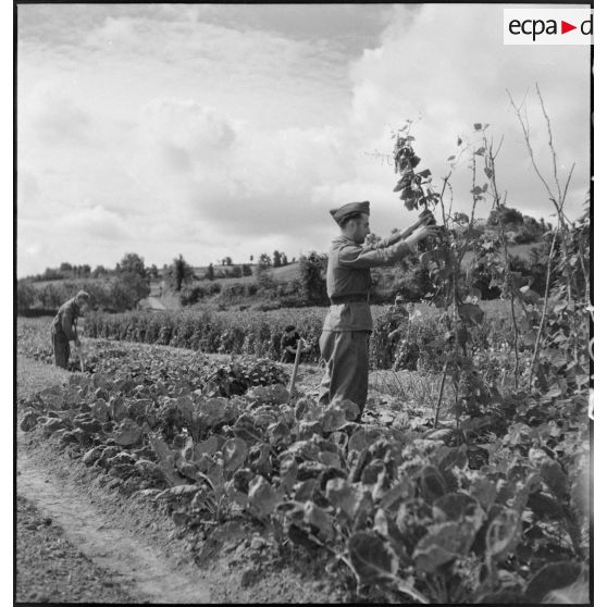 Culture maraîchère au 23e RI.