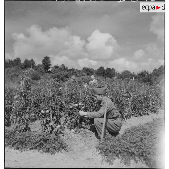 Culture maraîchère au 23e RI.