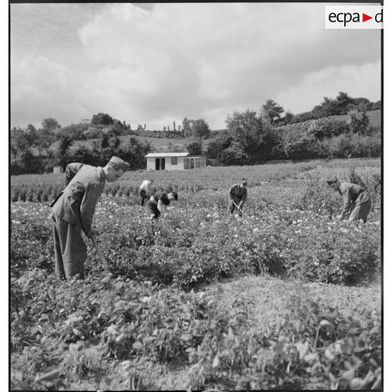 Culture maraîchère au 23e RI.