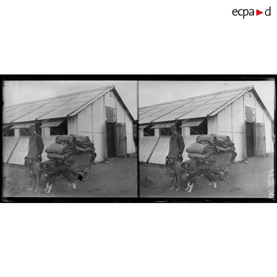 Attelage de chiens transportant des sacs venant du front. [légende d'origine]