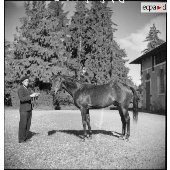 Présentation d'un étalon.
