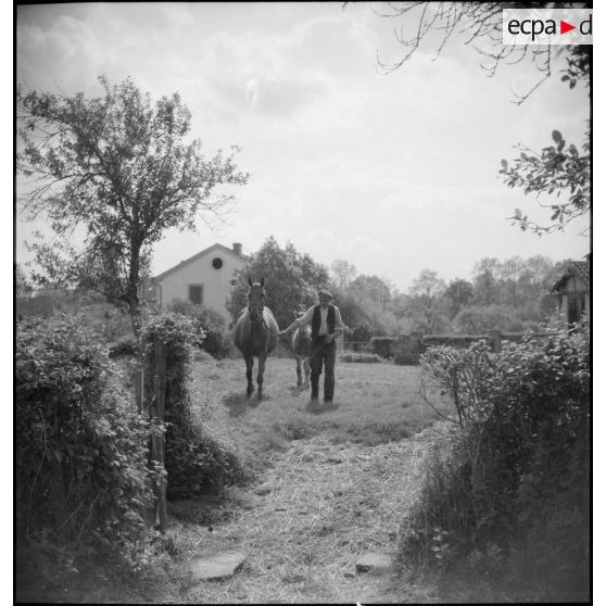 Une jument poulinière de l'élevage de monsieur Blandin.