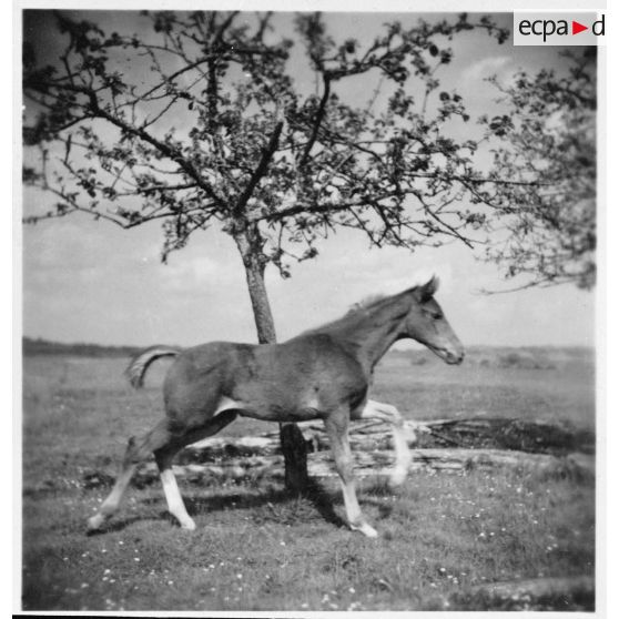 Un poulain de l'élevage de monsieur Blandin est au galop dans une prairie.