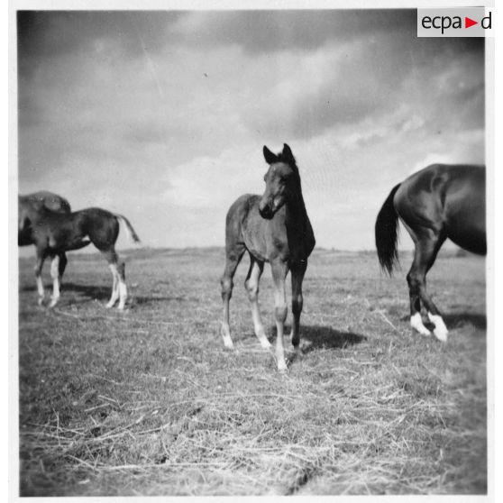 Un poulain de l'élevage de monsieur Blandin au pâturage.