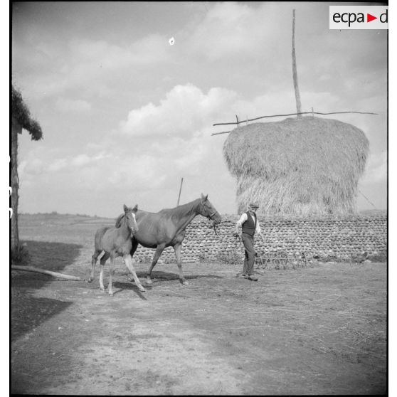 L'éleveur rentre sa jument poulinière et son poulain à la ferme.