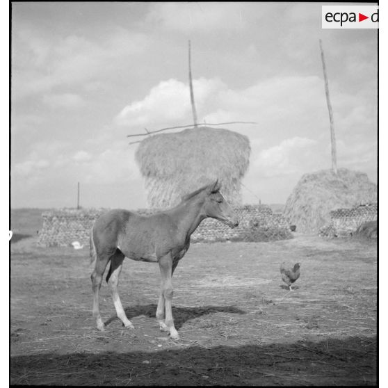 Poulain dans la cour de la ferme de l'éleveur, monsieur Blandin.