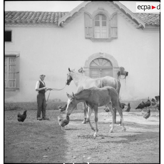 Jument poulinière et son poulain.