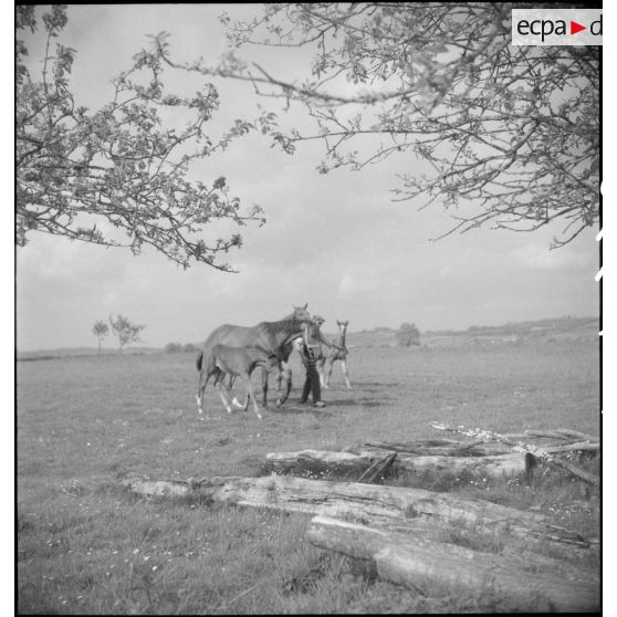 L'éleveur rentre ses juments poulinières et leurs poulains des pâturages.