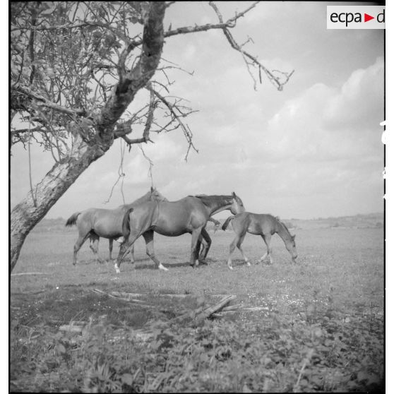 L'éleveur rentre ses juments poulinières et leurs poulains des pâturages.