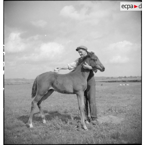 Monsieur Blandin panse un de ses poulains.