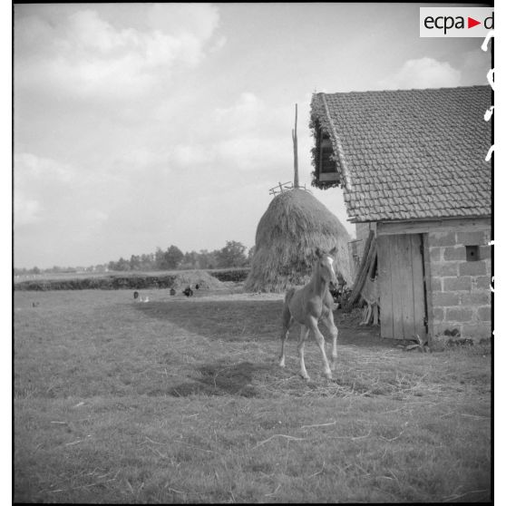 Poulain dans la cour de la ferme de l'éleveur, monsieur Blandin.