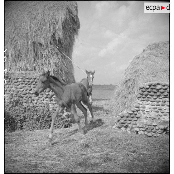 Poulain dans la cour de la ferme de l'éleveur, monsieur Blandin.