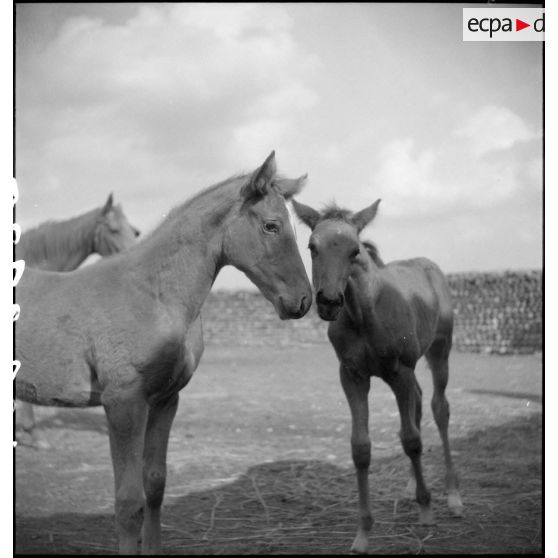 Poulain dans la cour de la ferme de l'éleveur, monsieur Blandin.