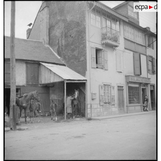 Monsieur Bérot, éleveur et boulanger, panse une de ses juments poulinières.