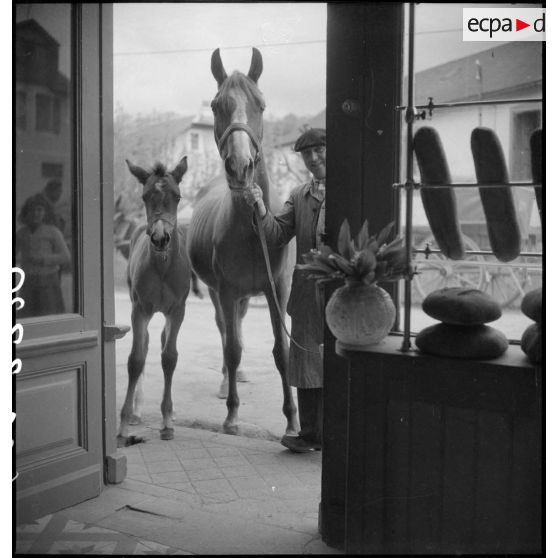 Une jument poulinière et son poulain.