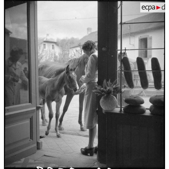 Une jument poulinière et son poulain.