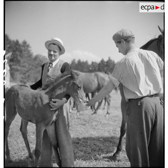 L'éleveur nourrit un poulain.