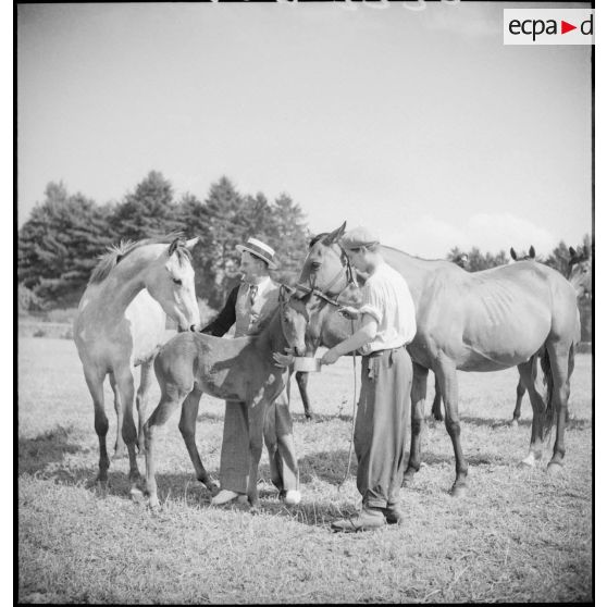 L'éleveur nourrit un poulain.