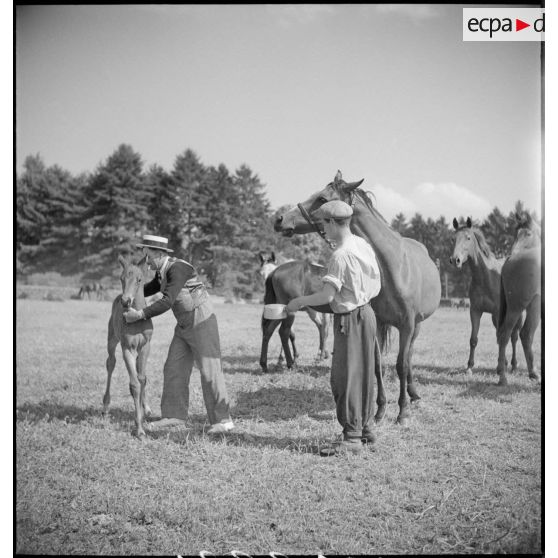 L'éleveur nourrit un poulain.