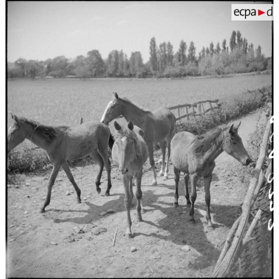 Des juments poulinières et leurs poulains se rendent aux pâturages.