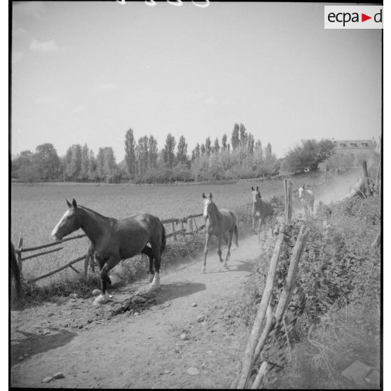 Des juments poulinières et leurs poulains se rendent aux pâturages.