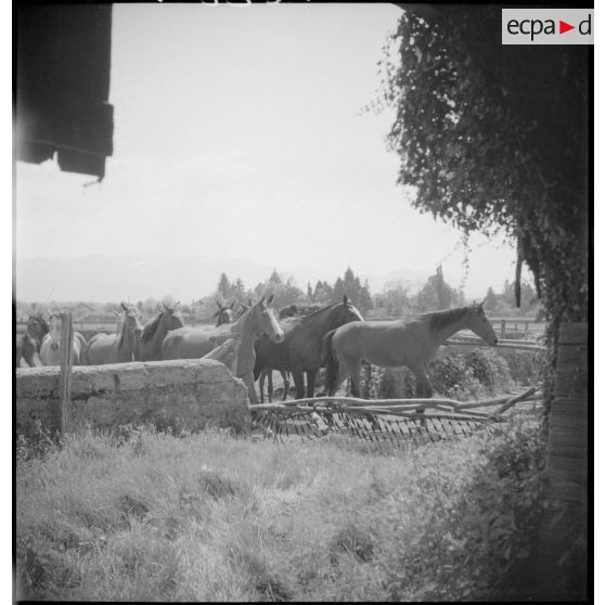 Des juments poulinières et leurs poulains se rendent aux pâturages.