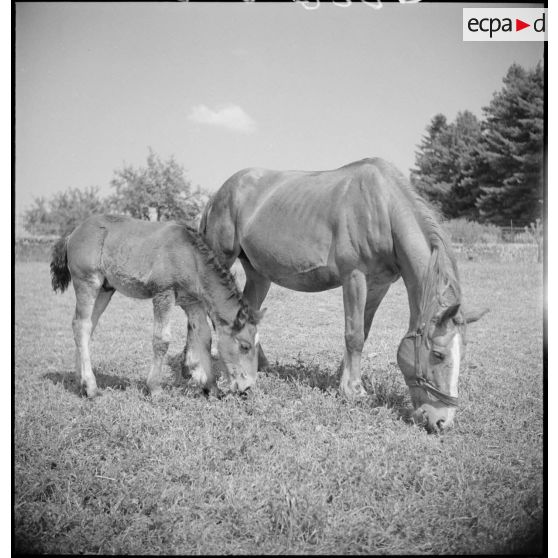 Des juments poulinières et leurs poulains sont aux pâturages.