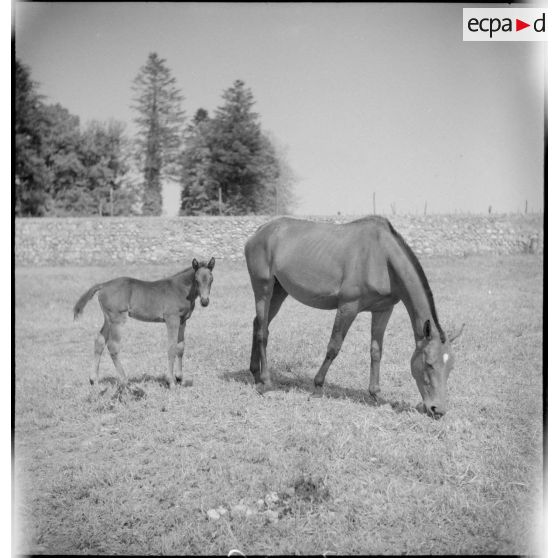 Des juments poulinières et leurs poulains sont aux pâturages.