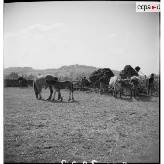 Des juments poulinières et leurs poulains sont aux pâturages.