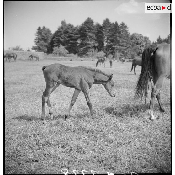 Des juments poulinières et leurs poulains sont aux pâturages.
