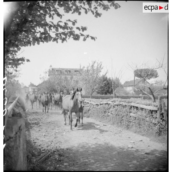 Des juments poulinières et leurs poulains rentrent des pâturages.