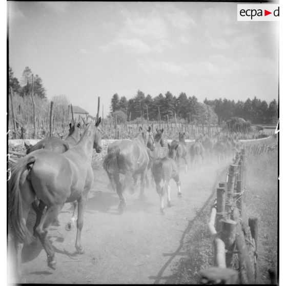 Des juments poulinières et leurs poulains rentrent des pâturages.