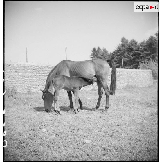Des juments poulinières sont aux pâturages avec leurs poulains.